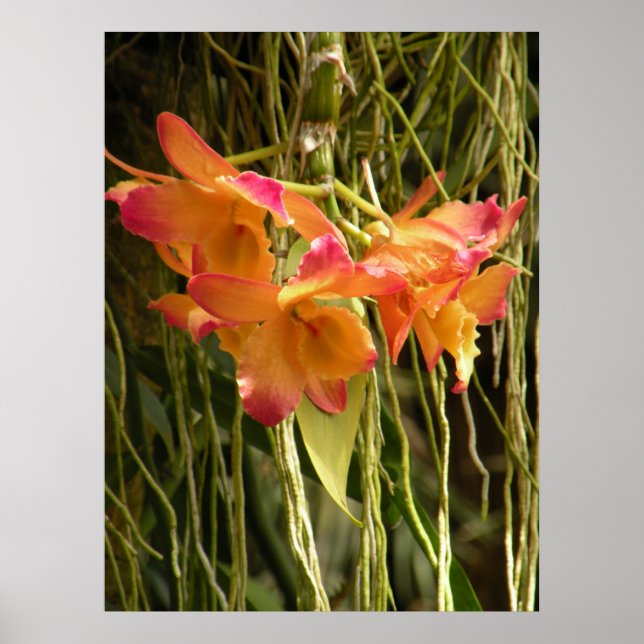 Poster Poster, Dendrobium Orchidées Orange et rose (Devant)