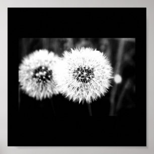 Poster Poster-Flowers-141