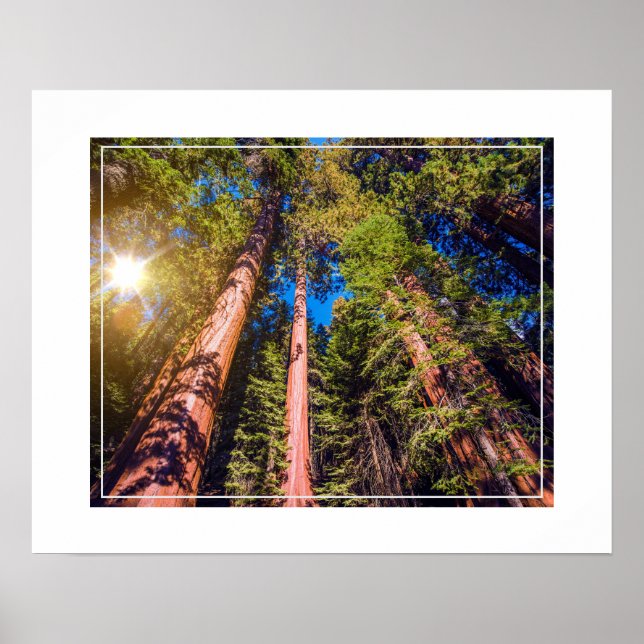 Poster Poster-Forest (Devant)