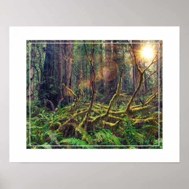 Poster Poster-Forest (Devant)