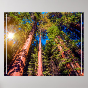 Poster Poster-Forest