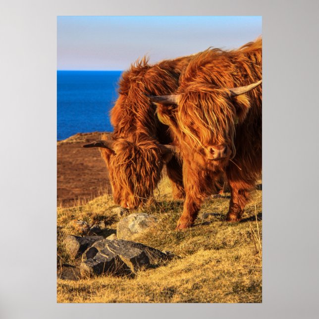 Poster Poster/Impression de bovins Highland (Devant)