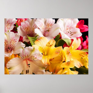 Poster Poster/Impression des fleurs d'Alstroemeria