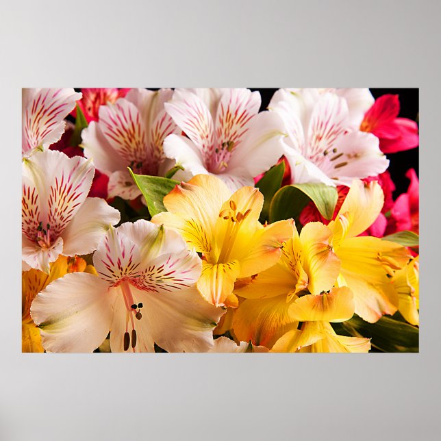 Poster Poster/Impression des fleurs d'Alstroemeria (Devant)