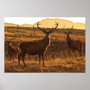 Poster Poster/impression Red Stags