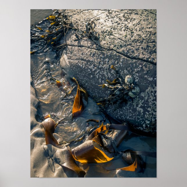 Poster Poster/Imprimer d'algues (Devant)