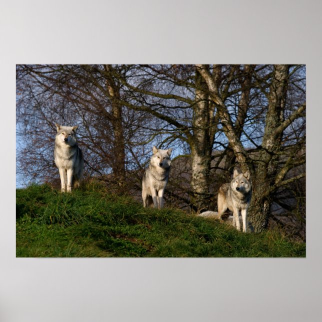 Poster Poster/Imprimer du loup de bois canadien (Devant)