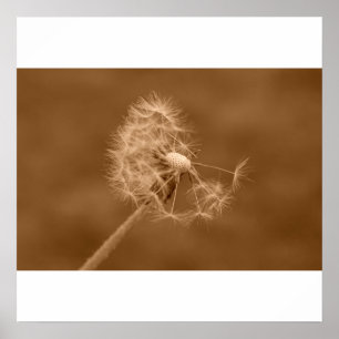 Poster Poster/Imprimer Sepia Dandelion