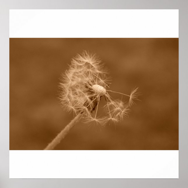 Poster Poster/Imprimer Sepia Dandelion (Devant)