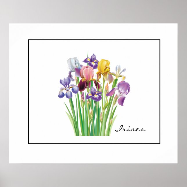Poster Poster-Irises (Devant)