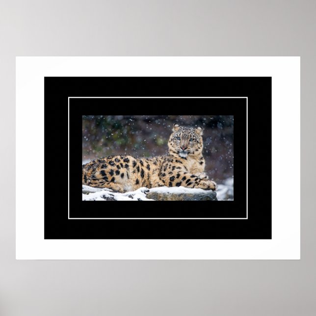 Poster Poster-Leopard (Devant)