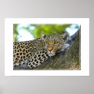 Poster Poster-Leopard