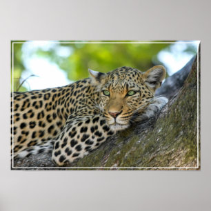 Poster Poster-Leopard