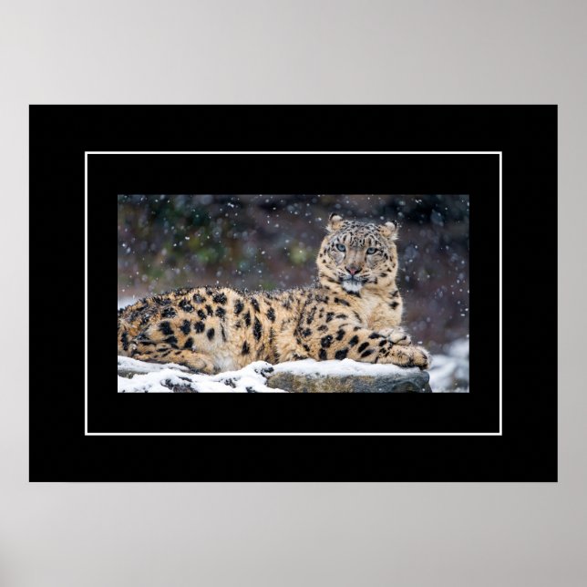 Poster Poster-Leopard (Devant)