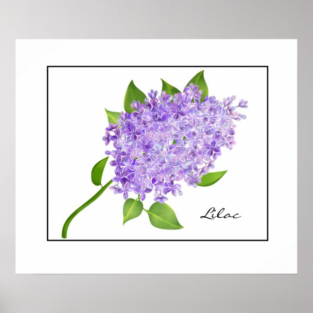 Poster Poster-Lilac (Devant)