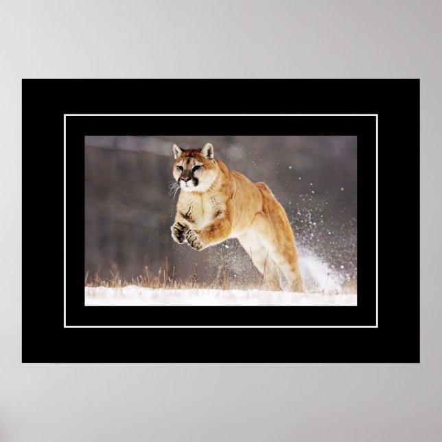 Poster Poster-Lion de montagne (Devant)