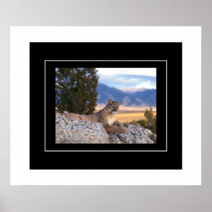 Poster Poster-Lion de montagne