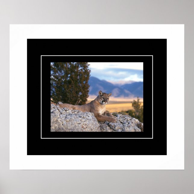 Poster Poster-Lion de montagne (Devant)