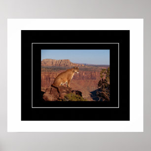 Poster Poster-Lion de montagne