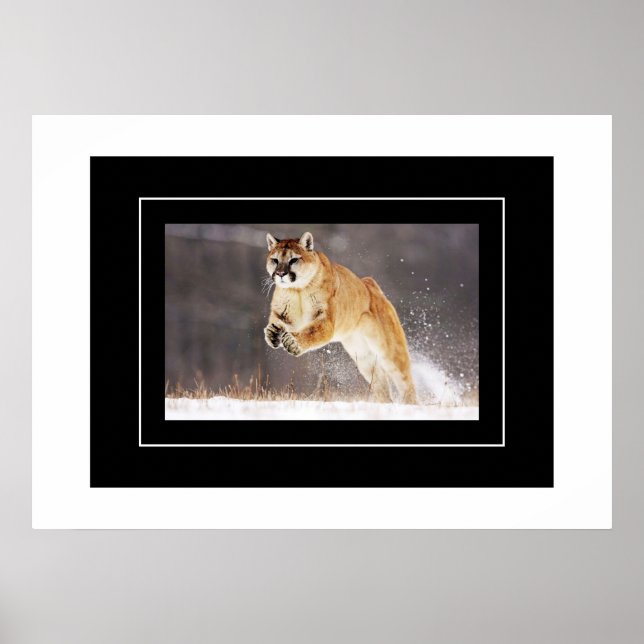 Poster Poster-Lion de montagne (Devant)