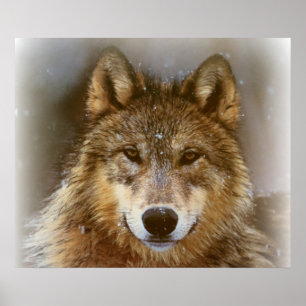 Poster Poster/Loup