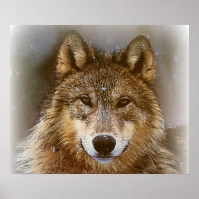 Poster Poster/Loup (Devant)