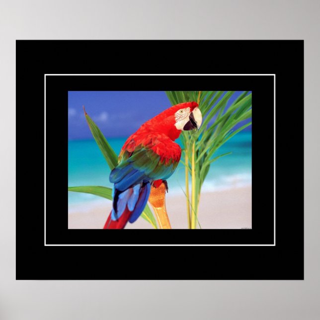 Poster Poster-Parrot (Devant)