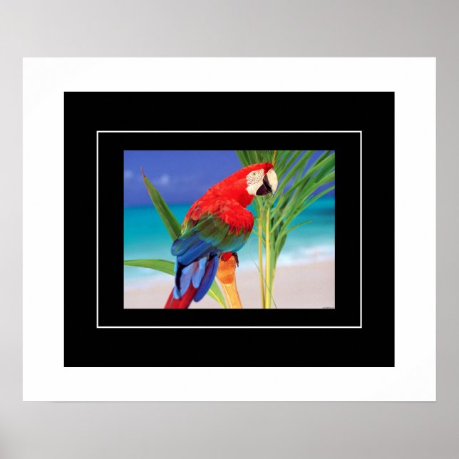 Poster Poster-Parrot (Devant)