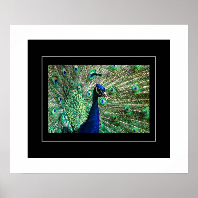 Poster Poster-Peacock (Devant)