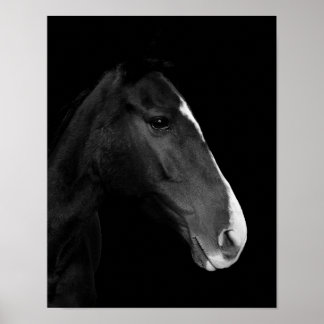 Poster Poster, photographie cheval blanc et noir