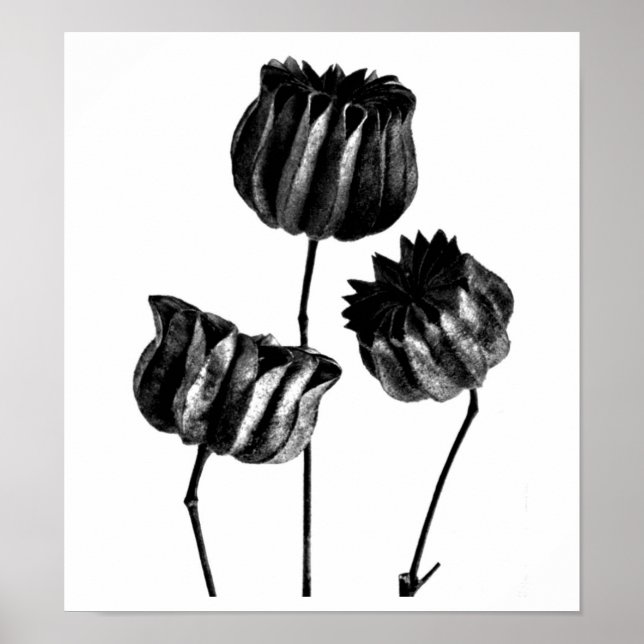 Poster Poster-Photographie Vintage-Karl Blossfeldt 23 (Devant)