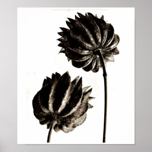 Poster Poster-Photographie Vintage-Karl Blossfeldt 38