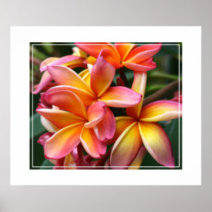Poster Poster-Plumeria Fleurs
