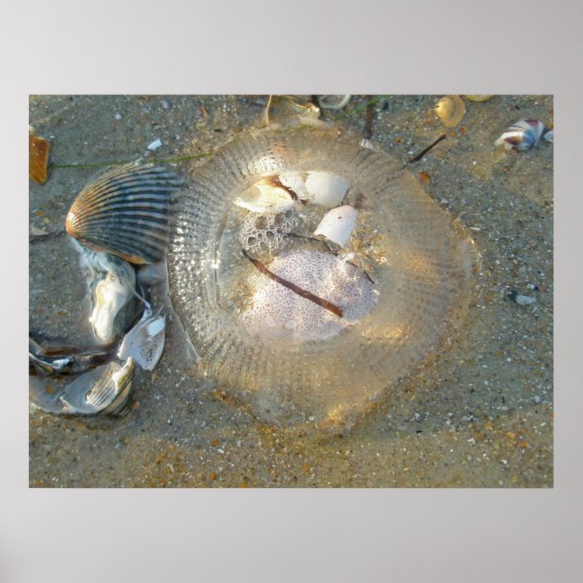 Poster Poster Poster Coquilles et méduses échouées (Devant)