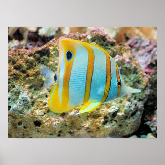 Poster Poster-Poster-Tropical (Devant)