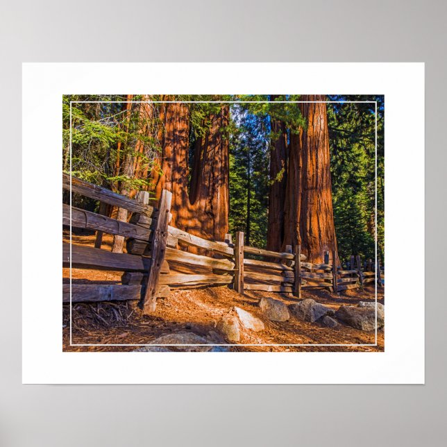 Poster Poster-Redwoods (Devant)