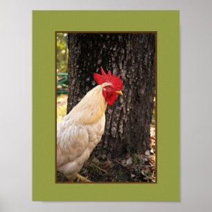 Poster Poster-Rhode Island White Rooster