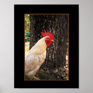 Poster Poster-Rhode Island White Rooster