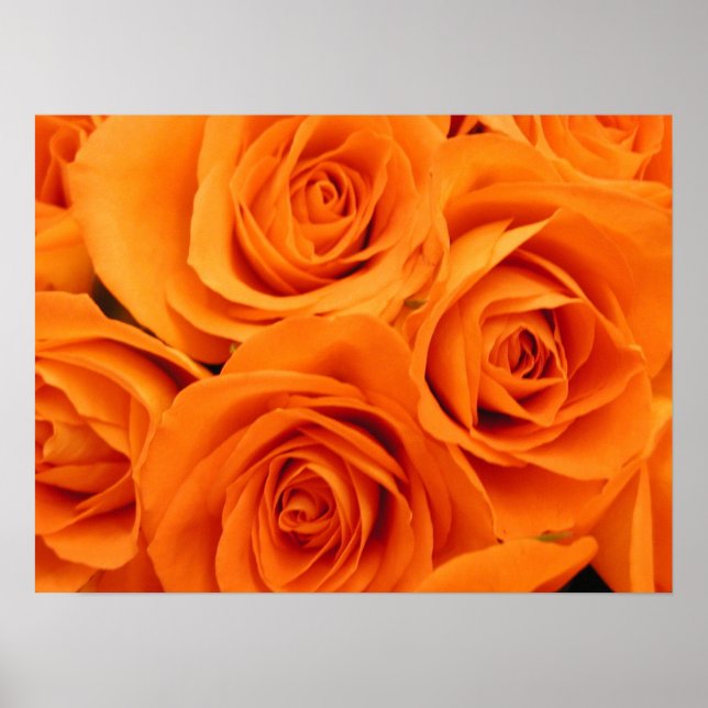 Poster Poster, Rose orange (Devant)