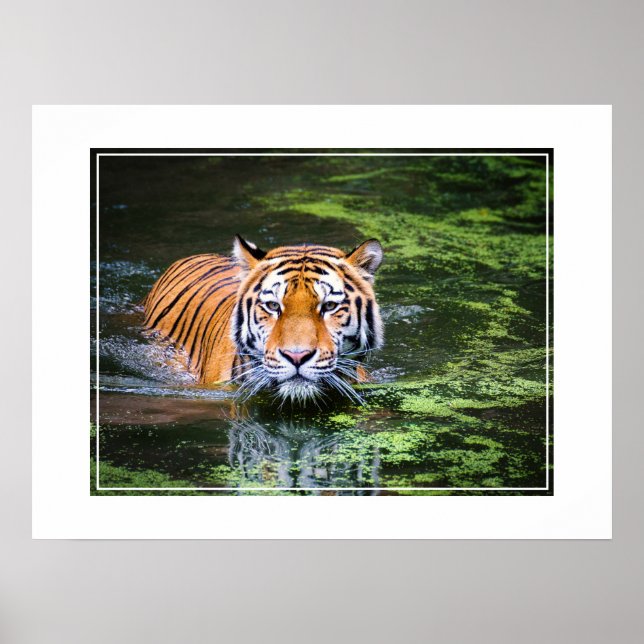 Poster Poster-Tiger (Devant)