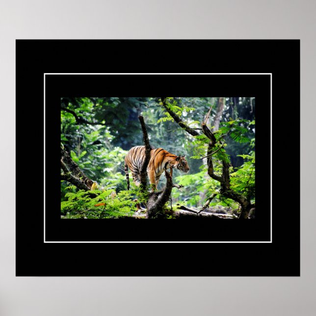 Poster Poster-Tiger (Devant)