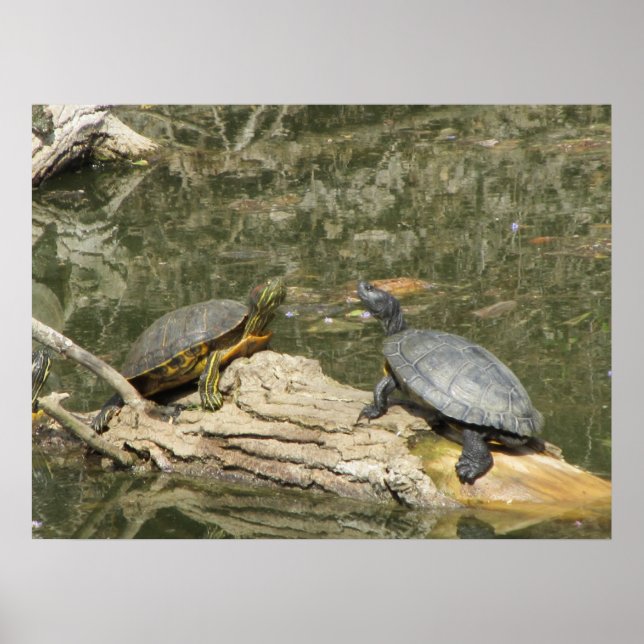 Poster Poster—Tortues peintes (Devant)