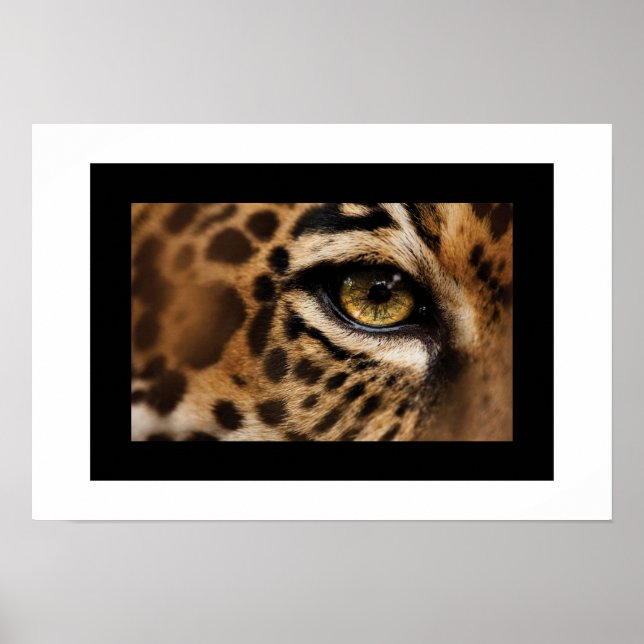 Poster Poster-Wild Cat (Devant)