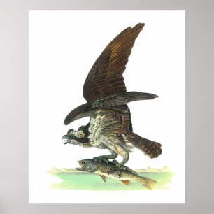 Poster Posters/Impression : Osprey - John Audubon