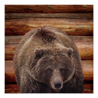POSTER POSTES CABINES DE JOURNAL DE L'OURS GRIZZLY