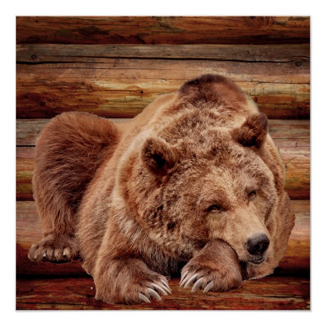 POSTER POSTES CABINES DE JOURNAL DE L'OURS GRIZZLY (Devant)