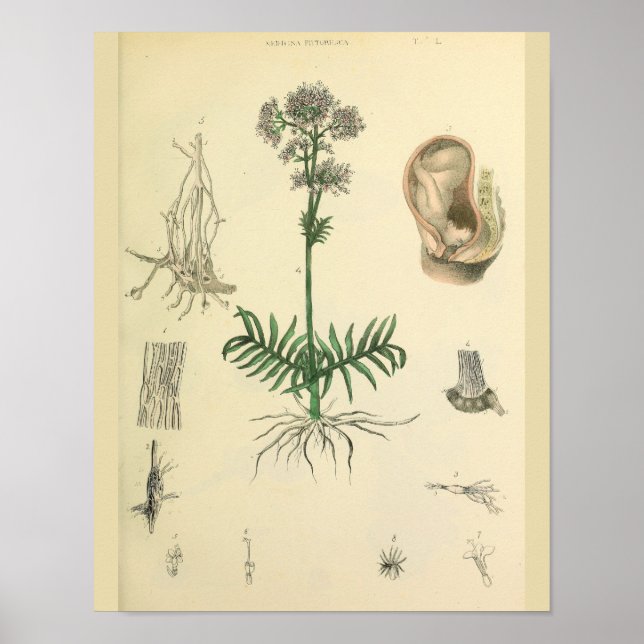 Poster Postion de foetus Plante médicinal Anatomie Art Im (Devant)