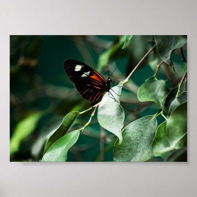 Poster Postman 184 Print (Devant)