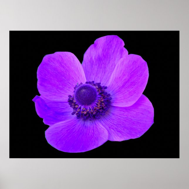 Poster Postuler d'anémone violet (Devant)