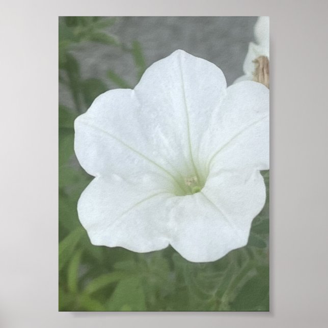 Poster Pot gris ou blanc floral Poter (Devant)